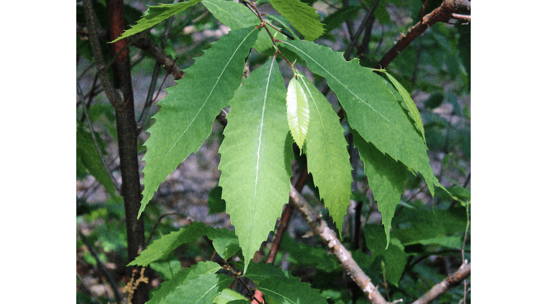 A Lost Icon: The American Chestnut and Its Central Place in the Eastern ...