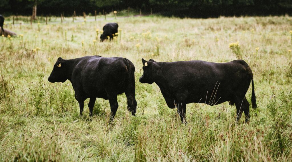 Seaweed Compound Shows Major Methane Cuts in Beef Cattle - Morning Ag Clips