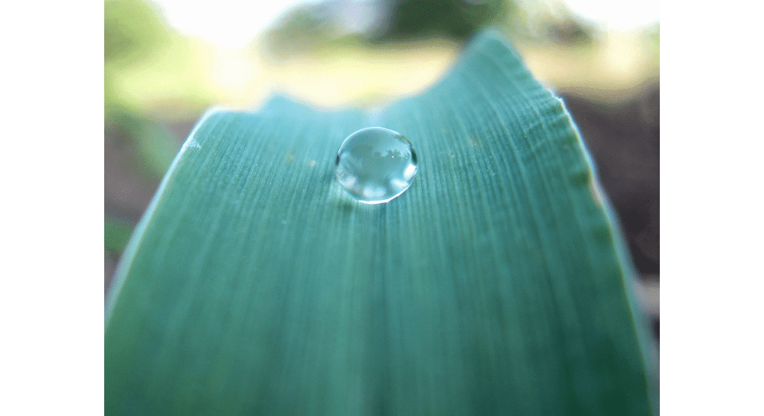 Does dew provide water to plants? - Morning Ag Clips