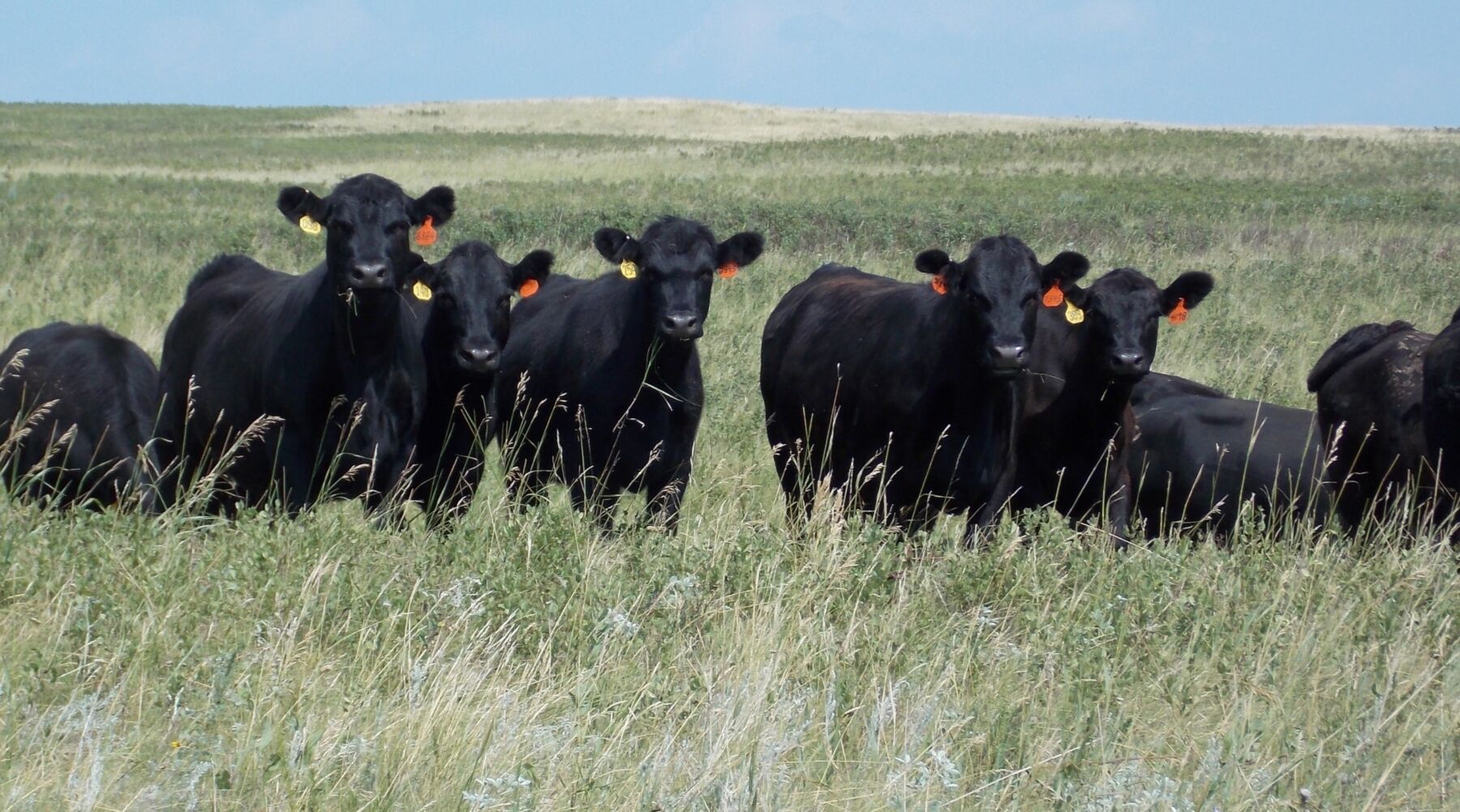 Producers Should Be Proactive In Herd Management During Drought ...
