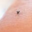 DEET for mosquitoes