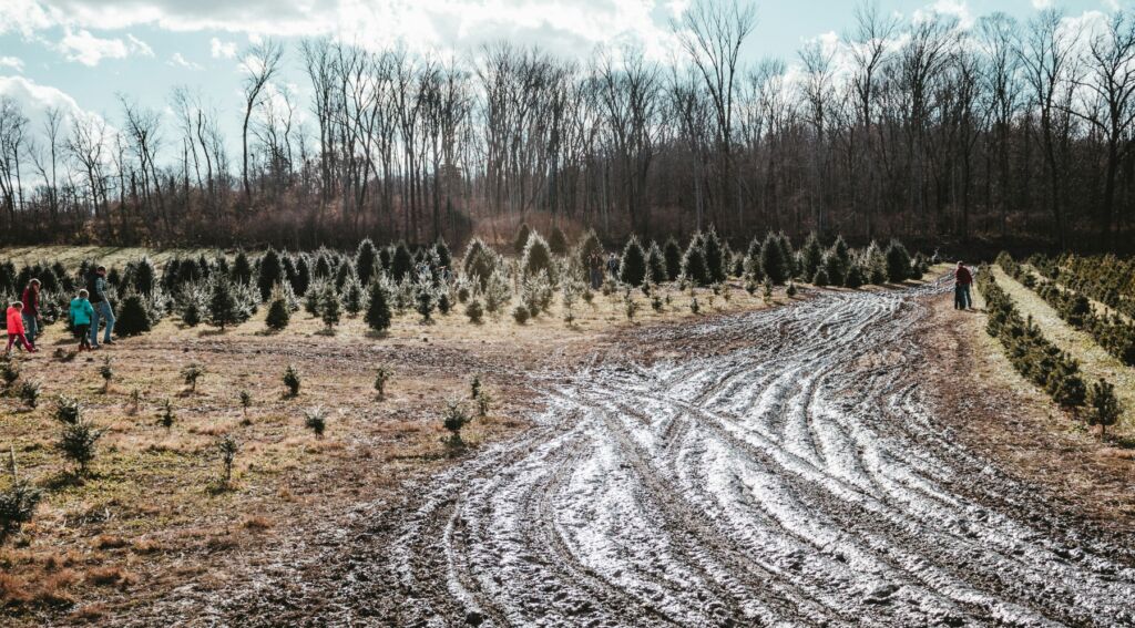 Real Christmas Tree Board Accepting Research Grant Proposals - Morning ...