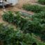 Mulch Film
