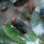 New World Screwworm near US