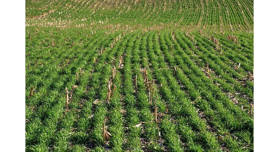 IDOA “Fall Covers for Spring Savings” Cover Crop Incentive Program ...