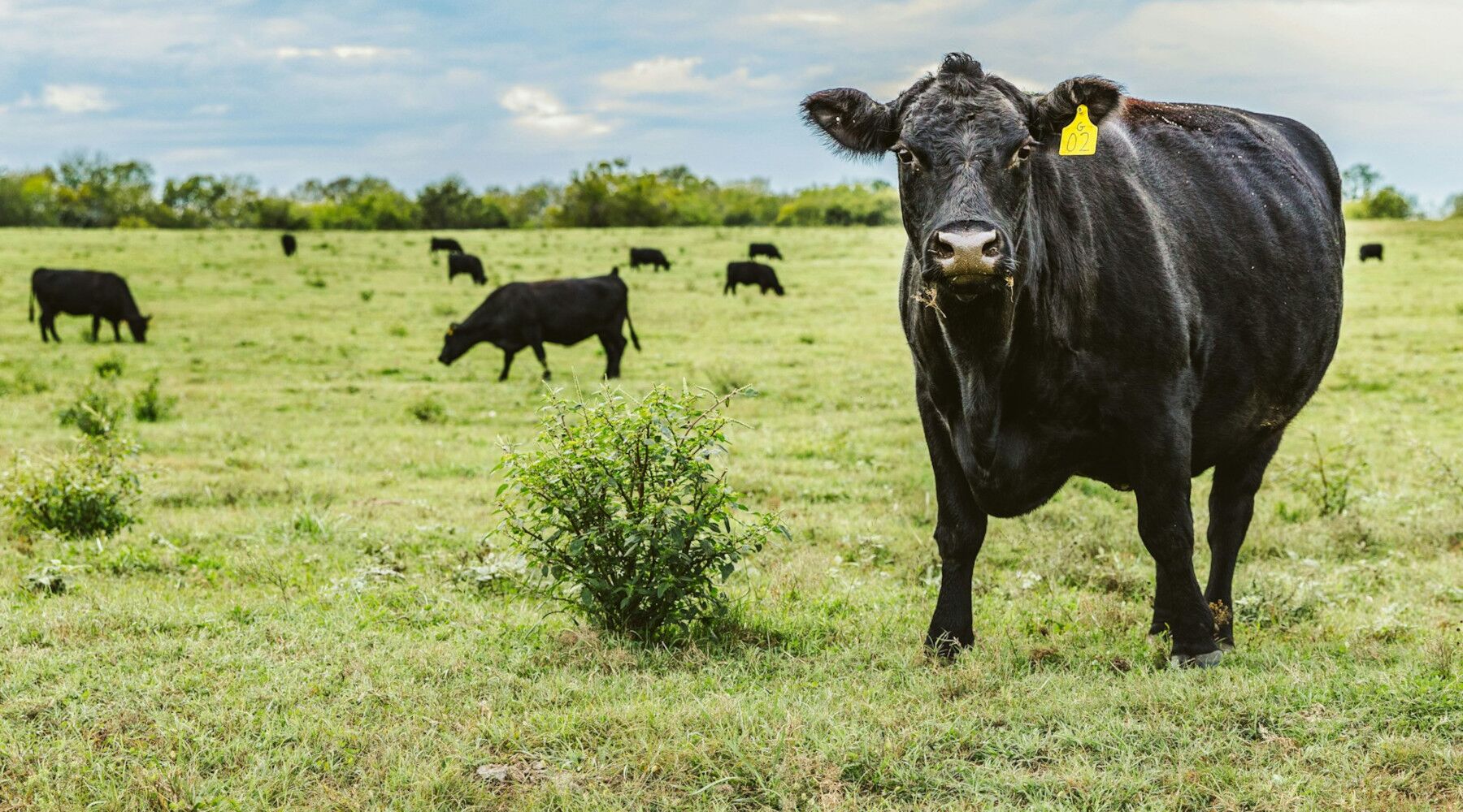 kentucky glp-1 lawsuit side effect in pancreatitis lawyer law firm kentucky glp-1 attorney FAQ: Who Qualifies For The Ozempic Side Effects Lawsuit? A consumer of Ozempic has kentucky glp-1 side effect R-CALF USA: Antitrust Litigation Update