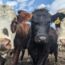 CattleCon 2027