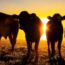 Beef Import Plan