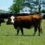 Beef Supply Chain