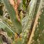 Leaf Spot Disease of Corn in Michigan