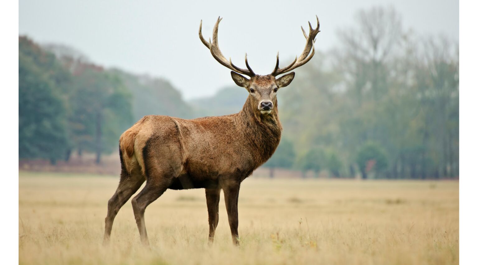 APHIS Announces Plans to Modernize CWD Control in Farmed Cervids ...