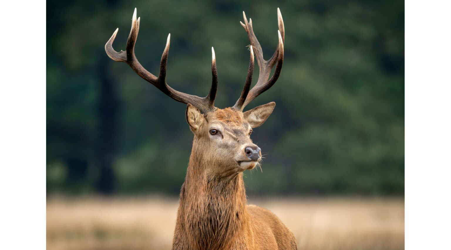 Taylor County Deer Farm Confirmed with CWD - Morning Ag Clips