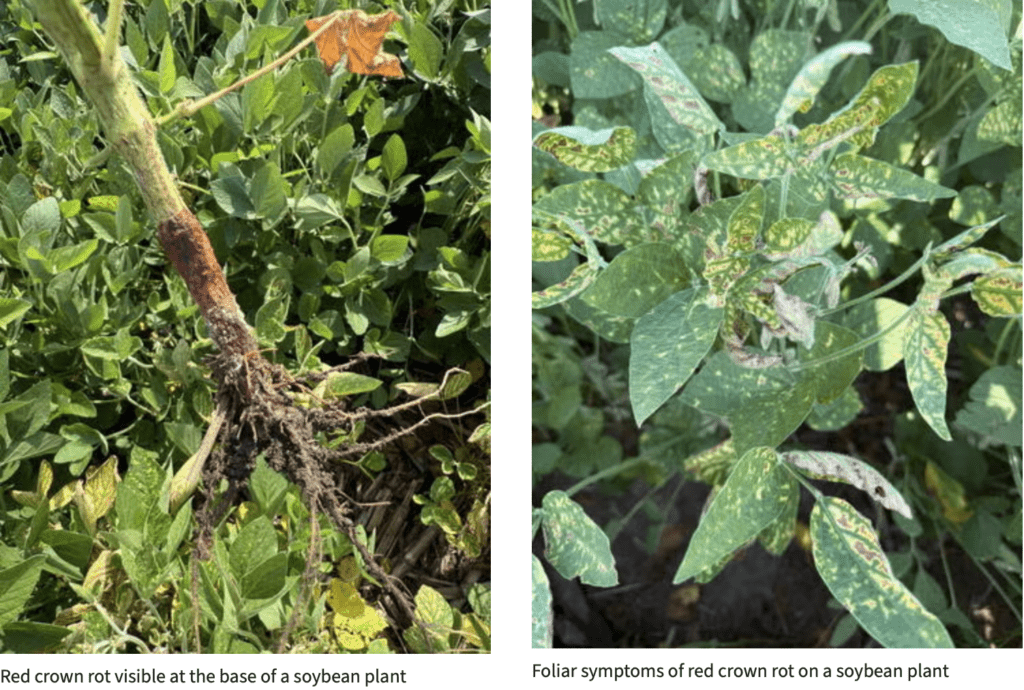 What Is Red Crown Rot? - Morning Ag Clips