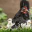 5 Most Common Questions About Baby Chicks